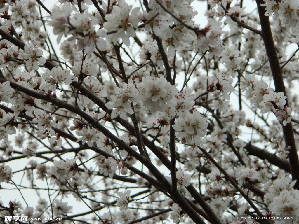 桃花