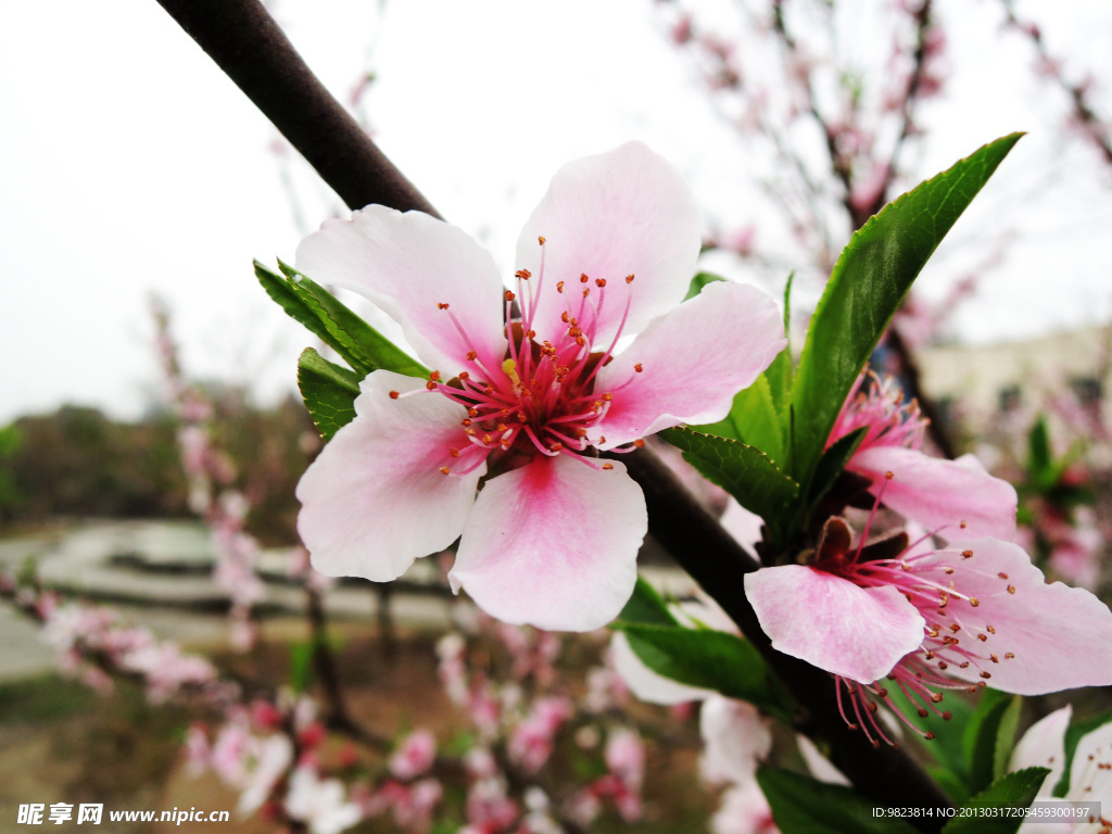 桃花