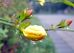 迎春花花蕾