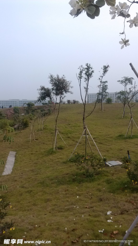 小树