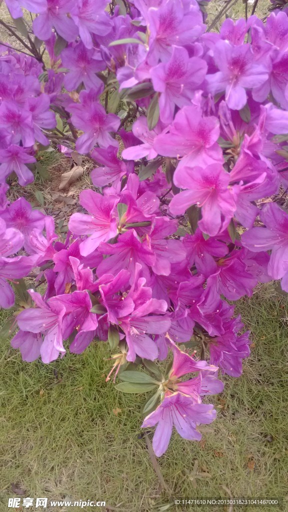 杜鹃花