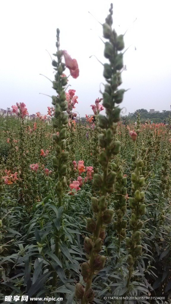 刺蕾