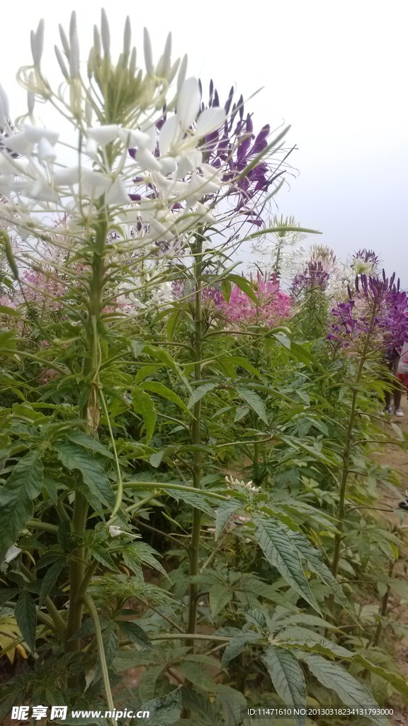 高枝蝶花