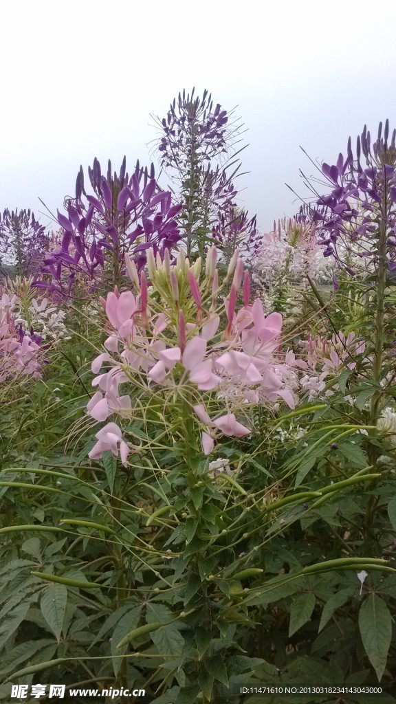 醉蝶花
