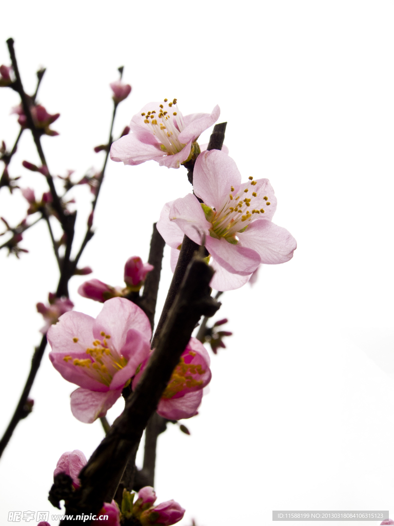 桃花