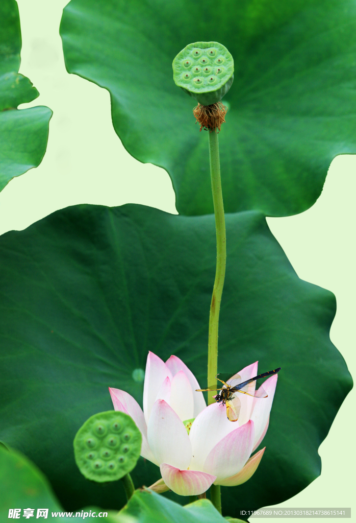 荷花