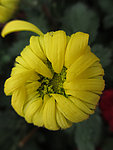 含苞待放的黄色菊花