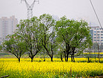 田园风光 油菜花 柳树 春天