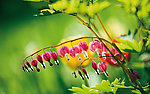 迎春花