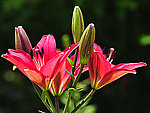 百合花