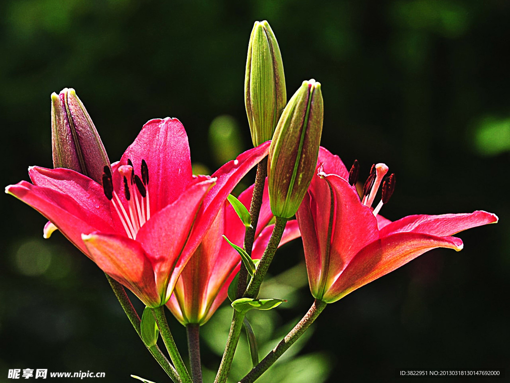 百合花