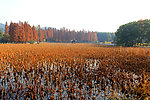东湖风景