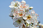 李子花