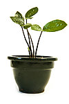 绿色植物
