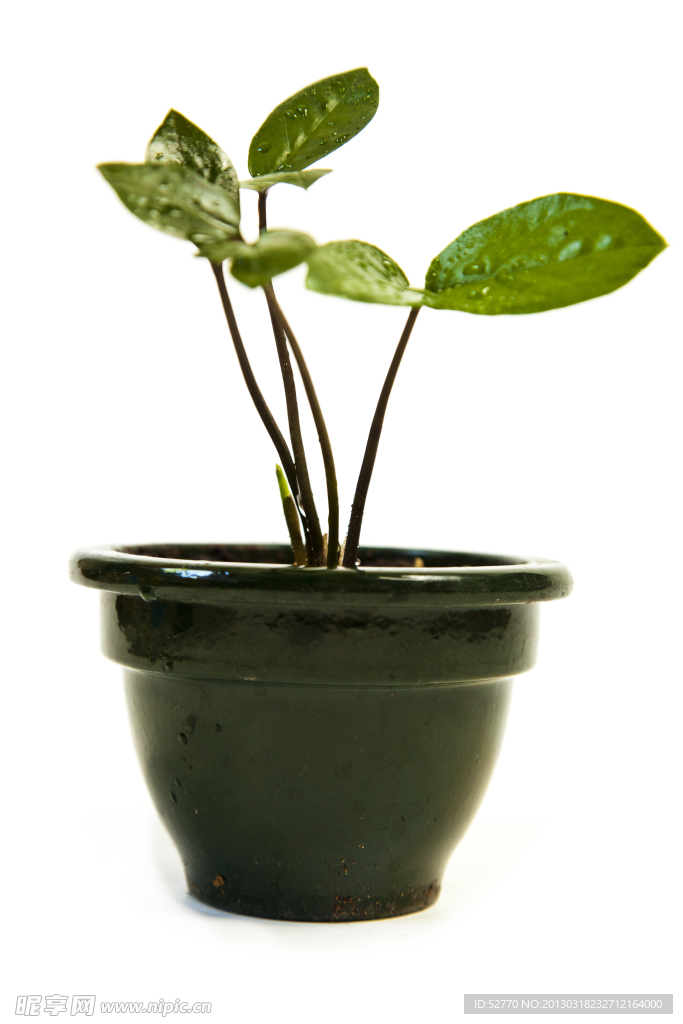 绿色植物