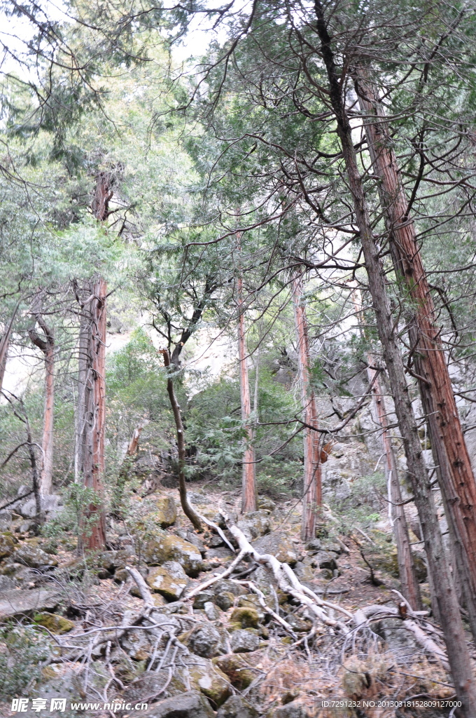 茂密的树林