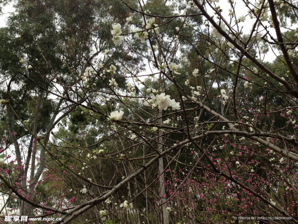 厦门忠仑公园桃花