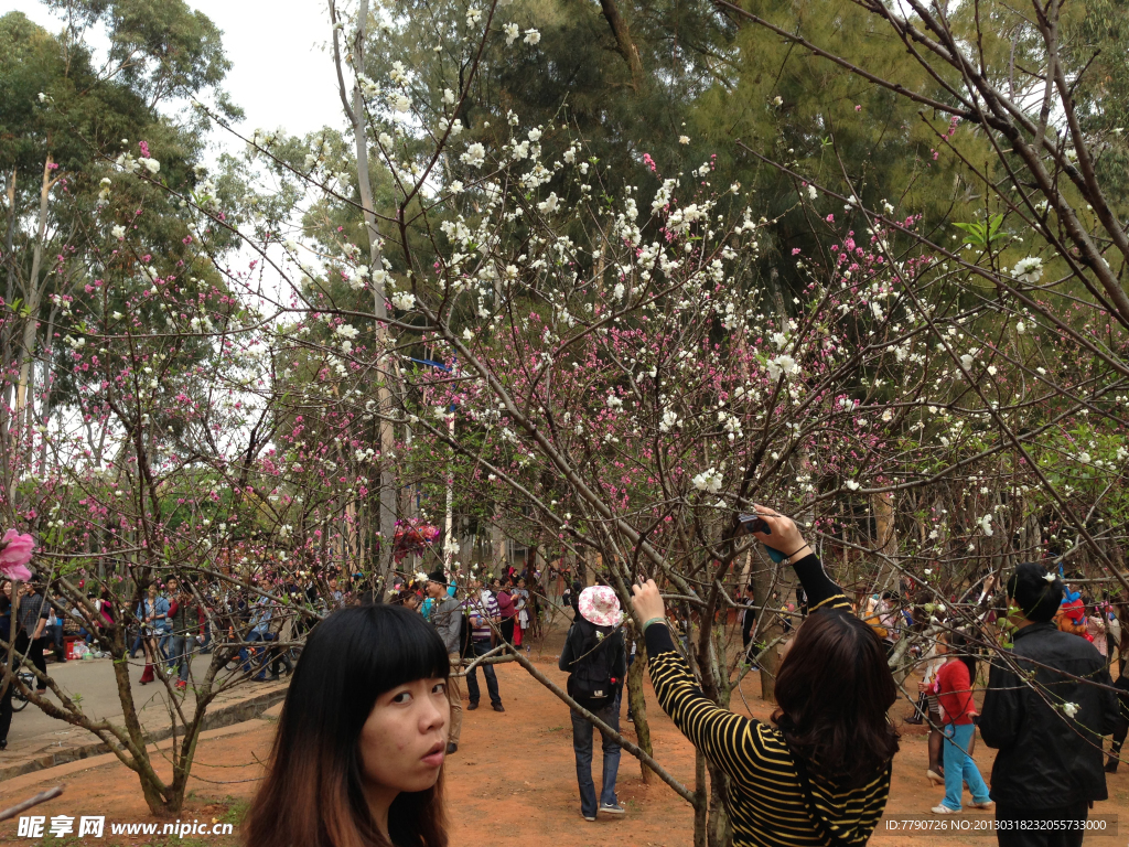 厦门忠仑公园桃花