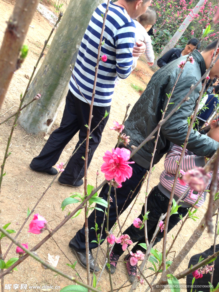 厦门忠仑公园桃花