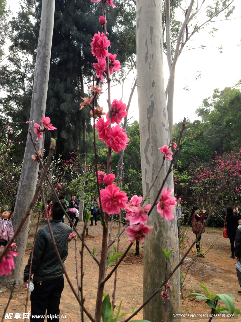 厦门忠仑公园桃花