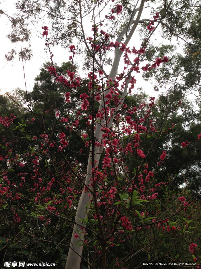 厦门忠仑公园桃花