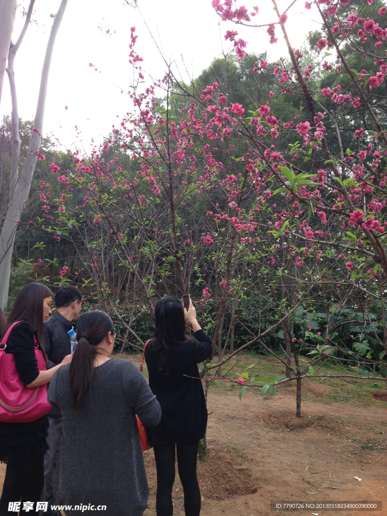 厦门忠仑公园桃花