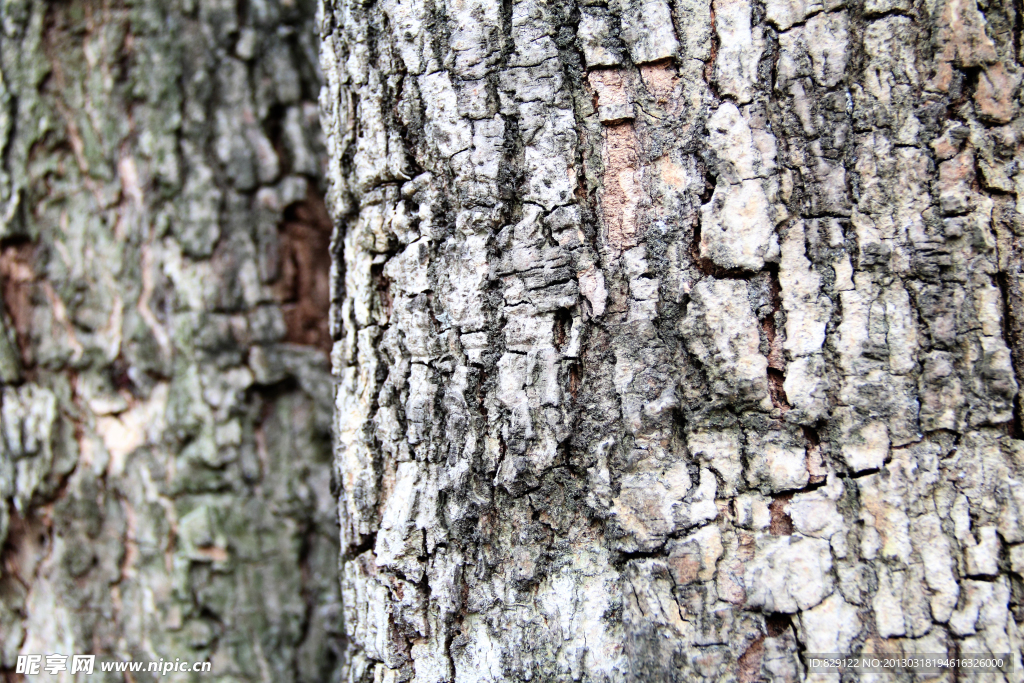 树皮纹理