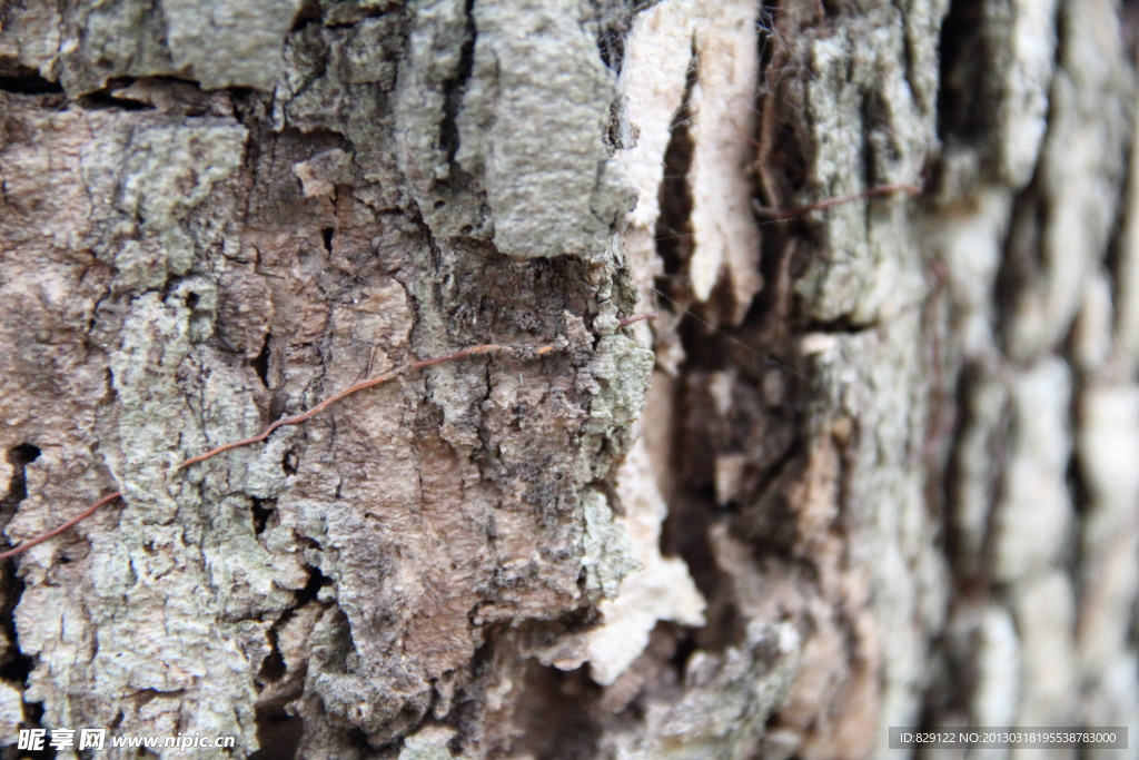 树皮纹理