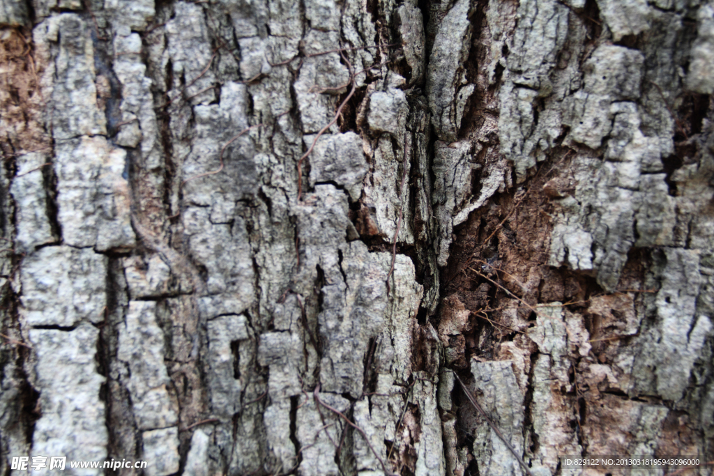 树皮纹理