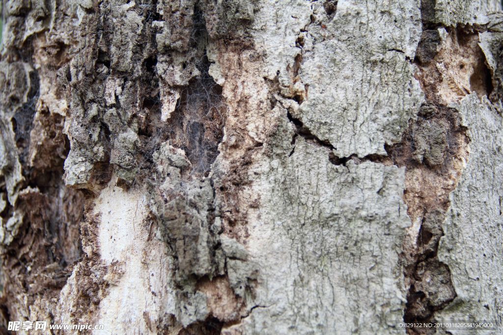 树皮纹理