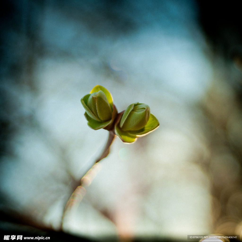 发芽