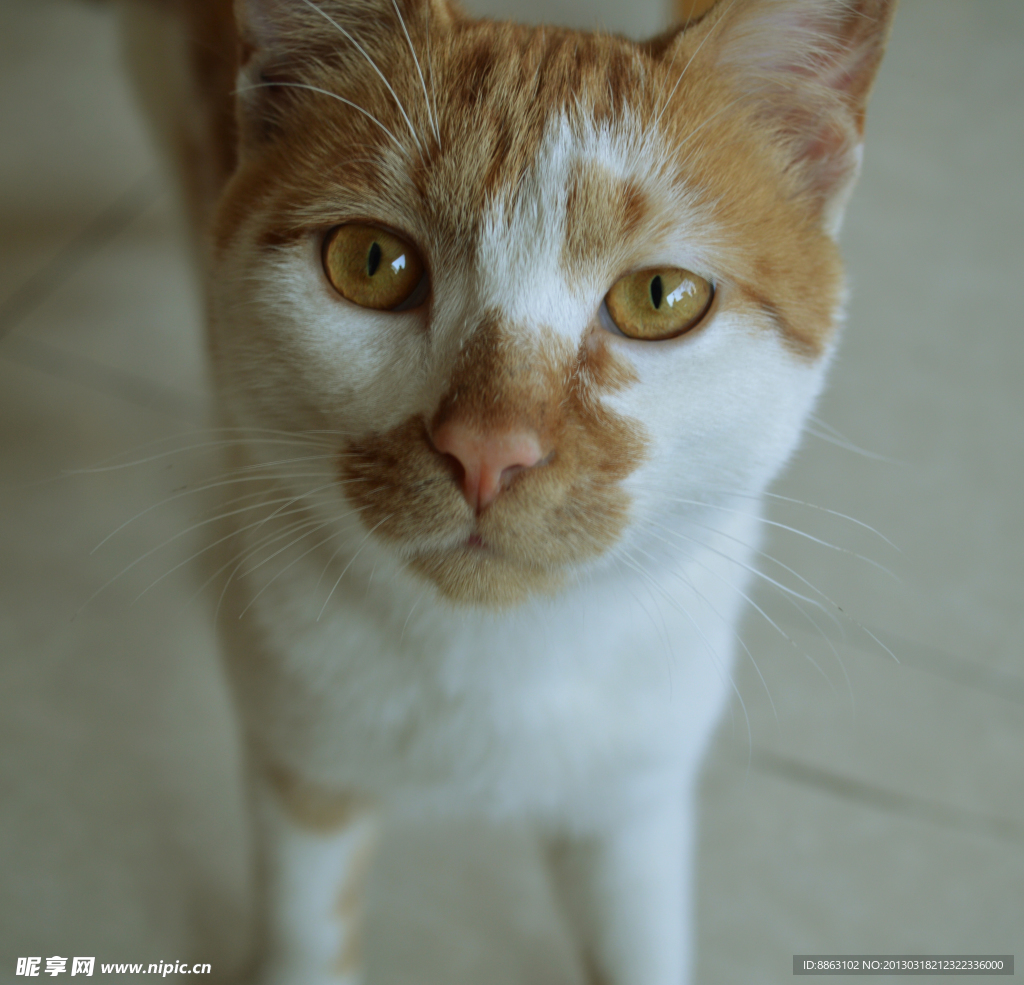 宠物 猫咪