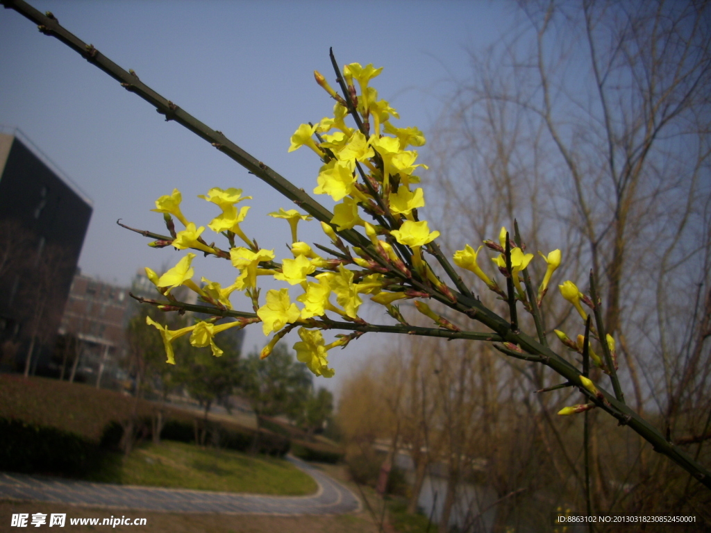 迎春花