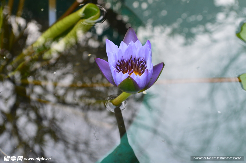 荷花 蓝色