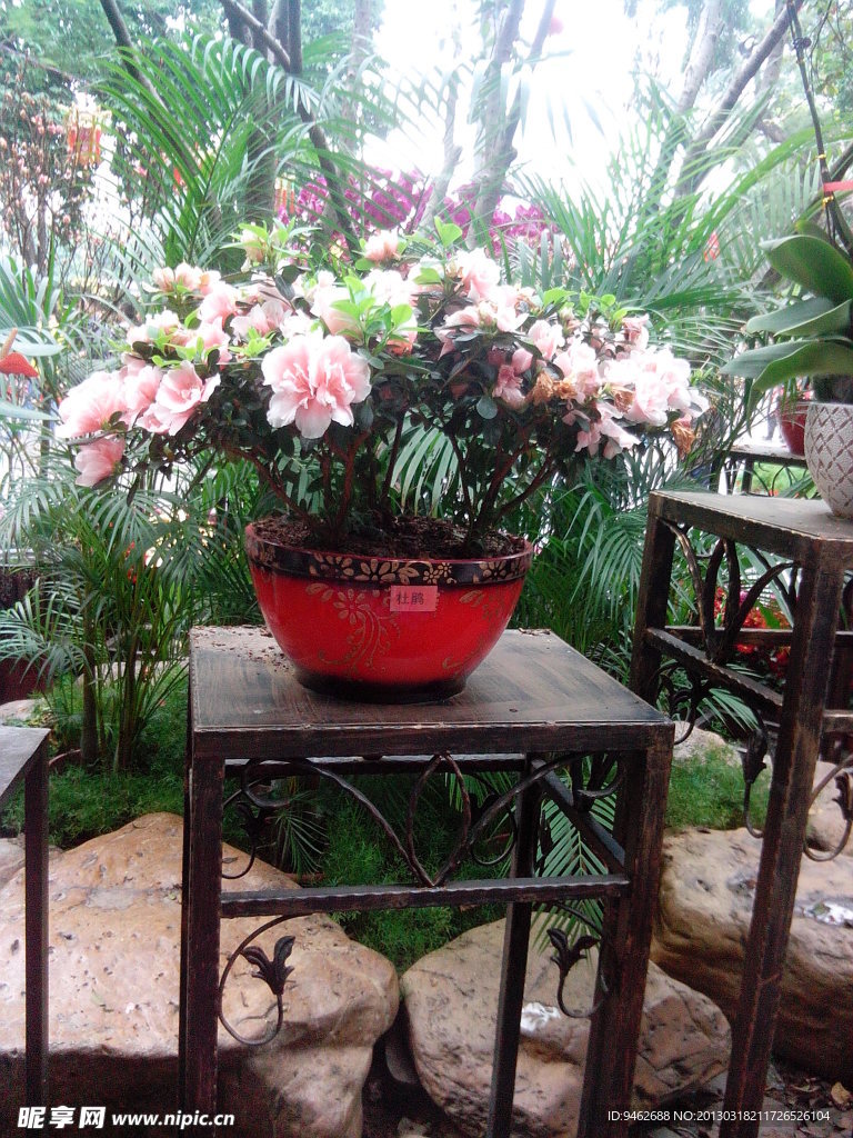 杜鹃花