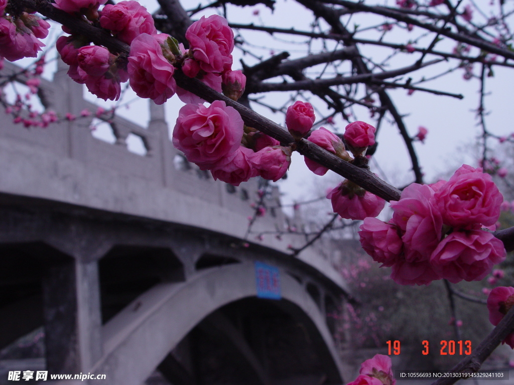 桃花 清风桥