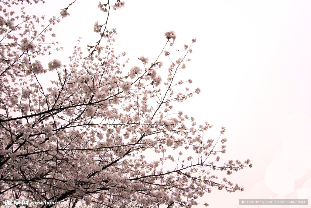 樱花