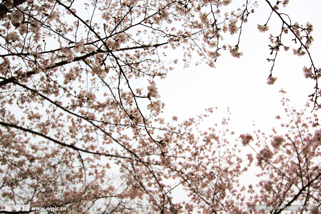 樱花