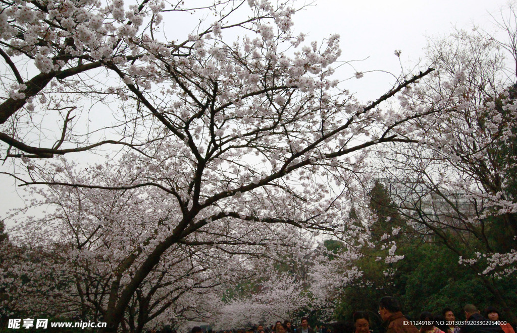 樱花