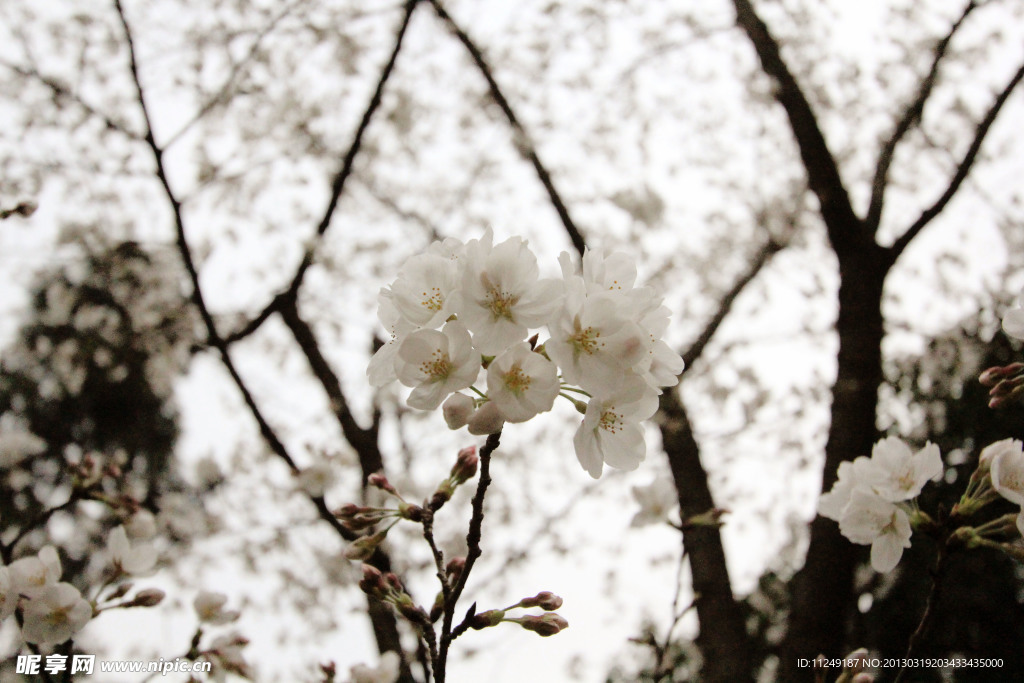 樱花