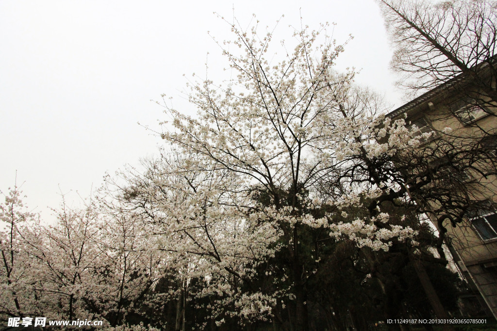 樱花