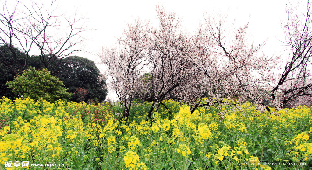 油菜花