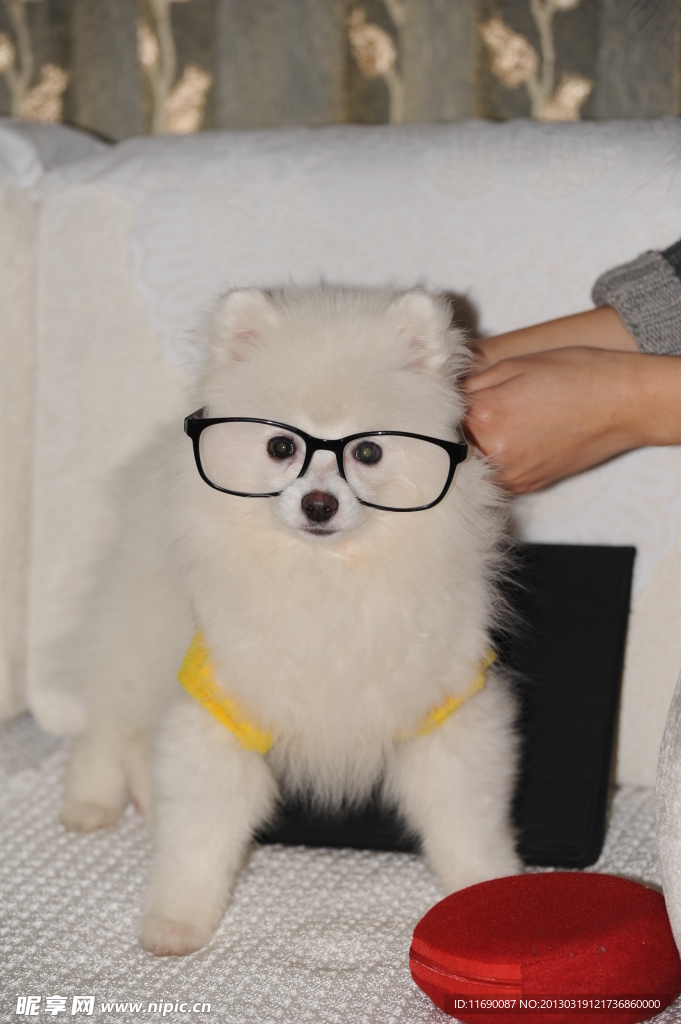 小狗布丁