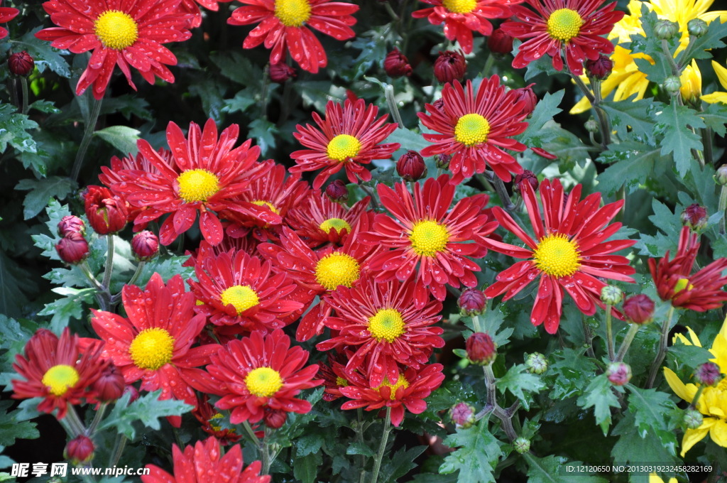 菊花