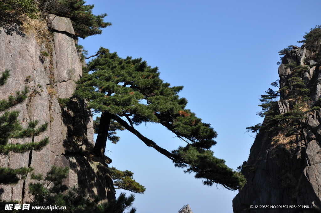 松树 黄山