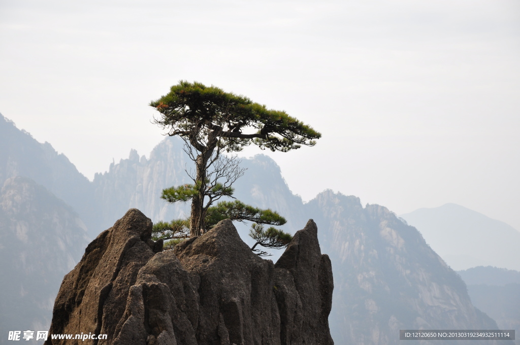 松树 黄山