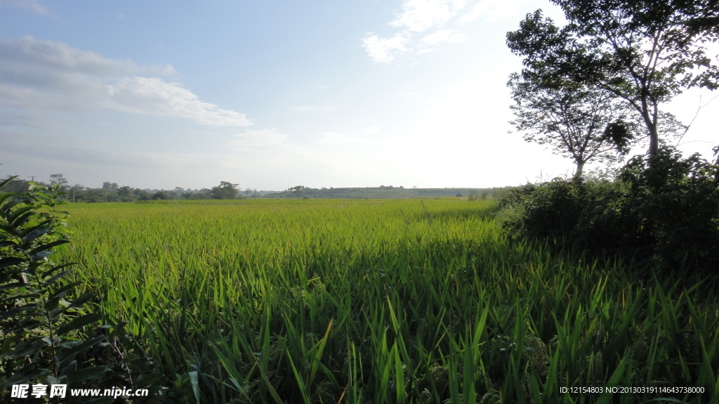 田野