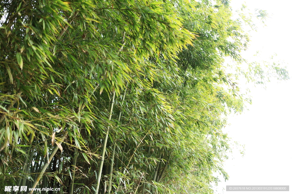 竹叶