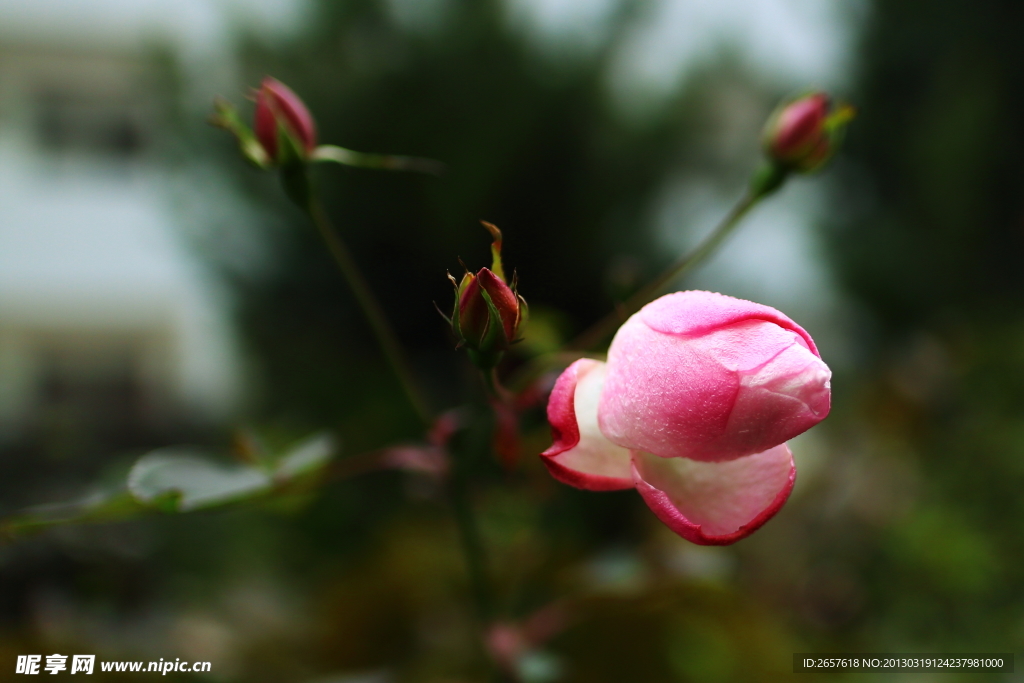 花苞