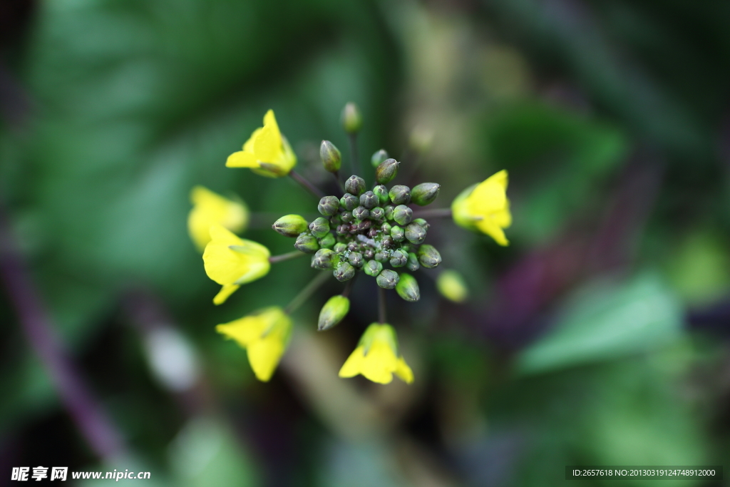 油菜花